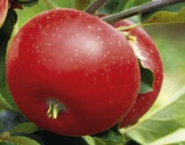 Măr Discovery (pe rod)