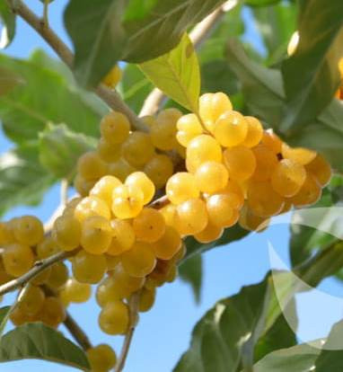 Măslin de toamnă Fortunella ((Elaeagnus umbellata Pointilla Fortunella)