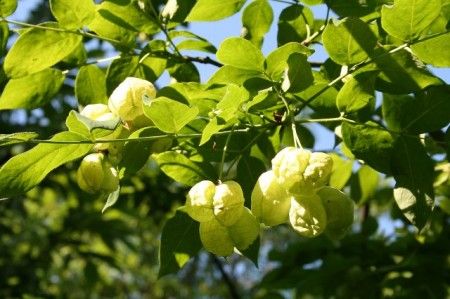 Clocotiș - Staphylea pinnata
