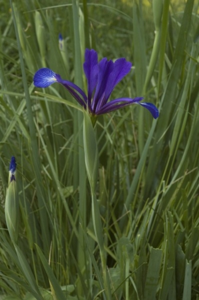 Iris "Piersică sălbatică" - Img 2