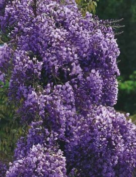 Wisteria Violacea Plena (la ghiveci 2l)