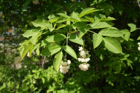 Clocotiș - Staphylea pinnata (An 2-4) - Img 3