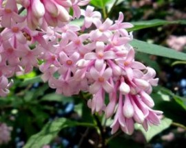 Liliac transilvanean (Syringa josikea)