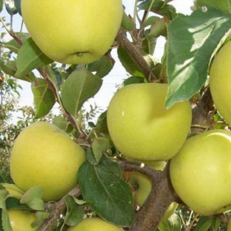 Măr Antonovka PL