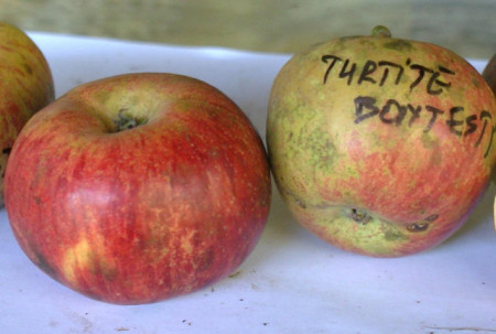 Măr Turtit de Bonțești