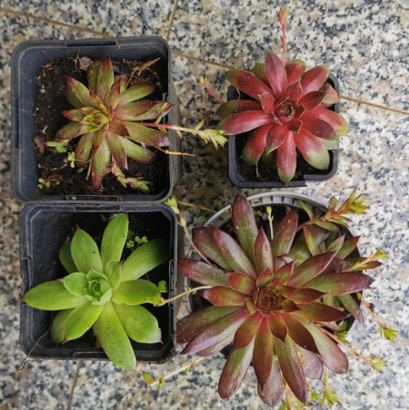 Urechelnita