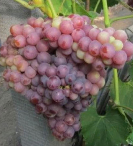 Viță de vie Flame Seedless (fără sâmburi)