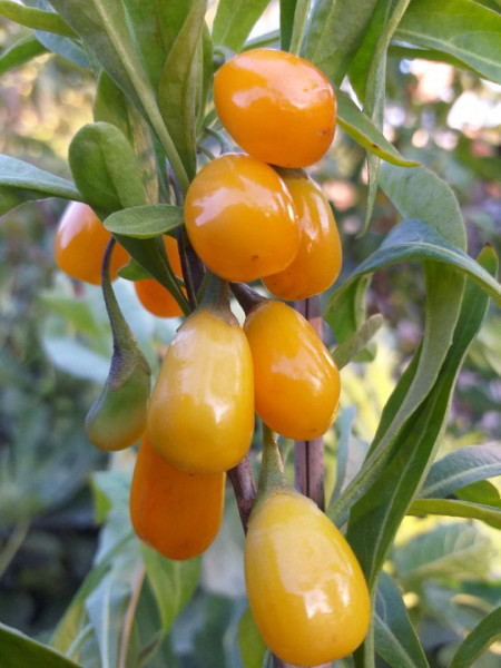 Goji Amber Sweet Goji® (la ghiveci 2l) - Img 2