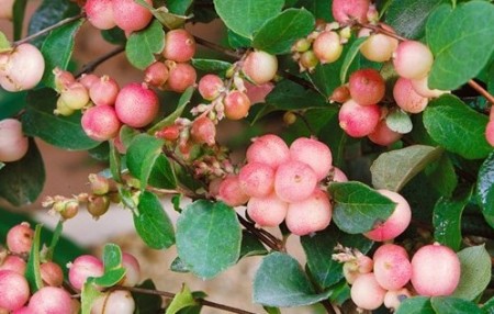 Hurmuz roz (Symphoricarpos × doorenbosii )