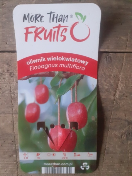 Măslin de toamnă Multiflora (Elaeagnus multiflora - Goumi) - Img 2