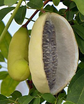 Viță de ciocolată Alba (Akebia quinata Alba) - (la ghiveci 2l) - Img 2