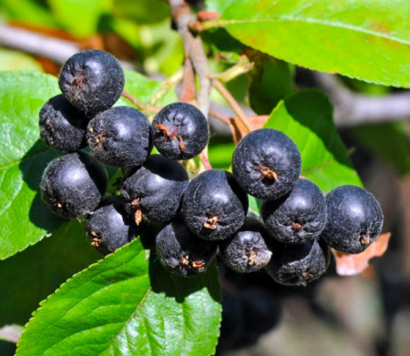 Aronia Nero (la ghiveci 2l)