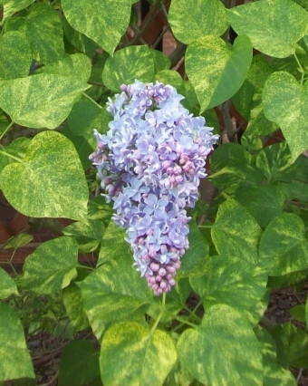 Liliac Aucubaefolia - Img 1