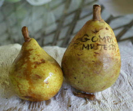 Păr de vară Gomoi