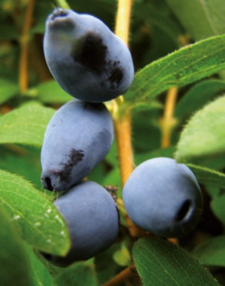 Afin siberian Jugana (la ghiveci 2 l)