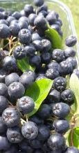 Aronia Galitiana (la ghiveci 2l)