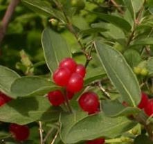 Caprifoi tătăresc (Lonicera tatarica)  