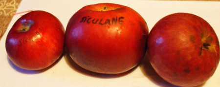 Măr Șiculane