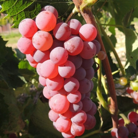 Viță de vie Somerset (fără semințe)