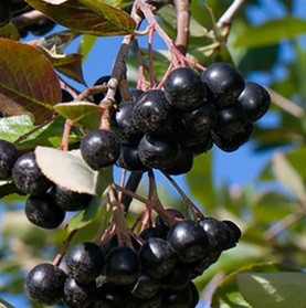 Aronia Hugin - decorativ/comestibil