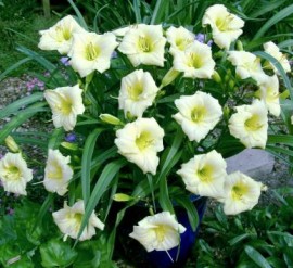 Hemerocallis Longfields Pearl