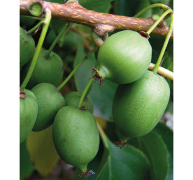 Kiwi Kokuwa (G2l)