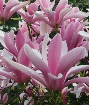 Magnolie George Henry Kern (la ghiveci 2l)