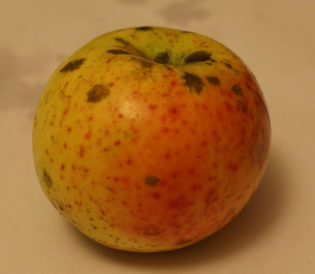Măr Moș Costache