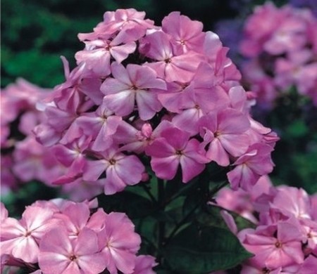 Phlox roz