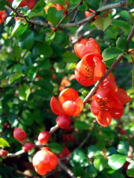 Gutui japonez Crimson and Gold (flori roşii)