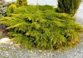 Ienupăr Galben (Juniperus Chinensis Kuriwao Gold)