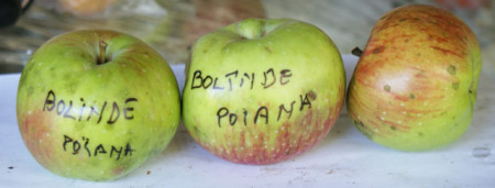 Măr Bolânde de Poiana