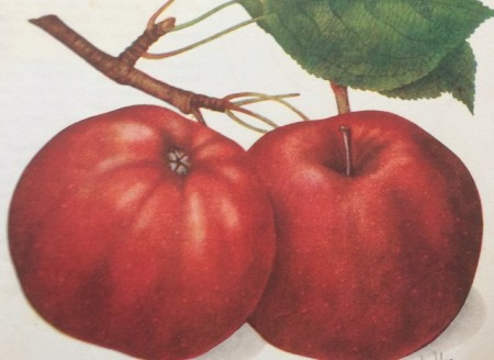 Măr Calvil roșu de toamnă