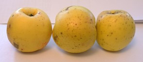 Măr Galben de Mirăslău