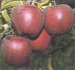 Măr Roşu de Stettin /Statin