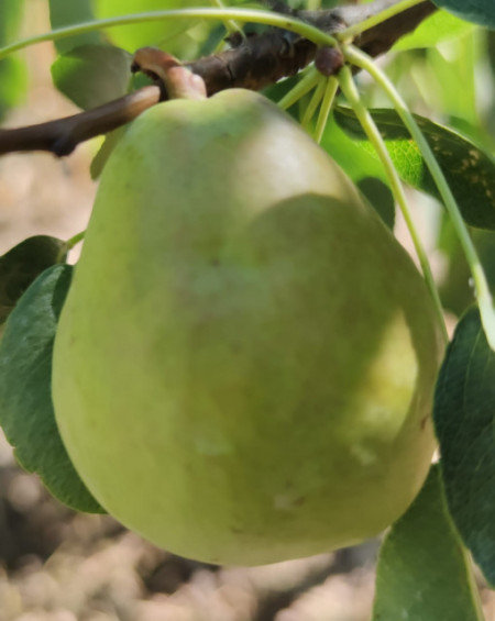 Păr de zahar de Bihor