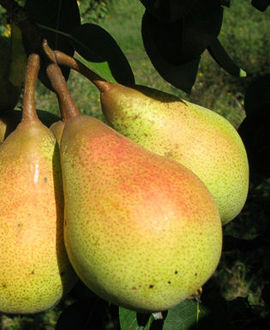 Păr Haydeea