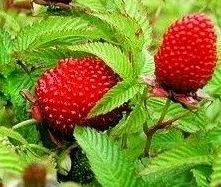 Zmeură-căpșună/ Zmeură japoneză (Rubus illecebrosus)