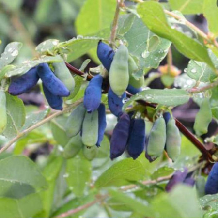 Afin siberian Morena (la ghiveci 1,5-2 l)