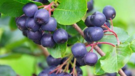 Aronia melanocarpa (an II - pe rod, RL)