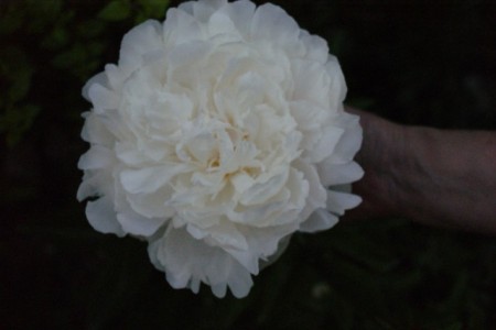 Bujor Gardenia