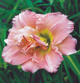 HEMEROCALLIS DOUBLE DREAM