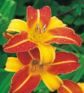Hemerocallis Frans Halls