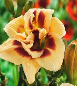 HEMEROCALLIS ROSWITHA