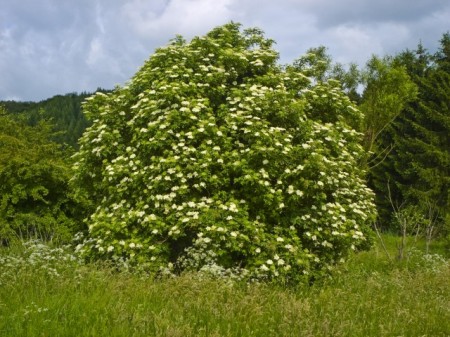 Soc (Sambucus nigra - radacina libera - an III) - Img 3