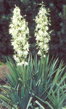 Yucca