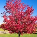 Artar roșu (Acer rubrum)