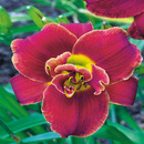 HEMEROCALLIS HIGHLAND LORD