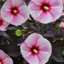 Hibiscus uriaș Stary Stary Night