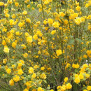 Kerria japonica Pleniflora (an II-III, rădăcină liberă)